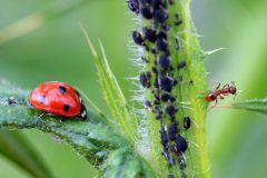 afidi-con-coccinella-e-formica